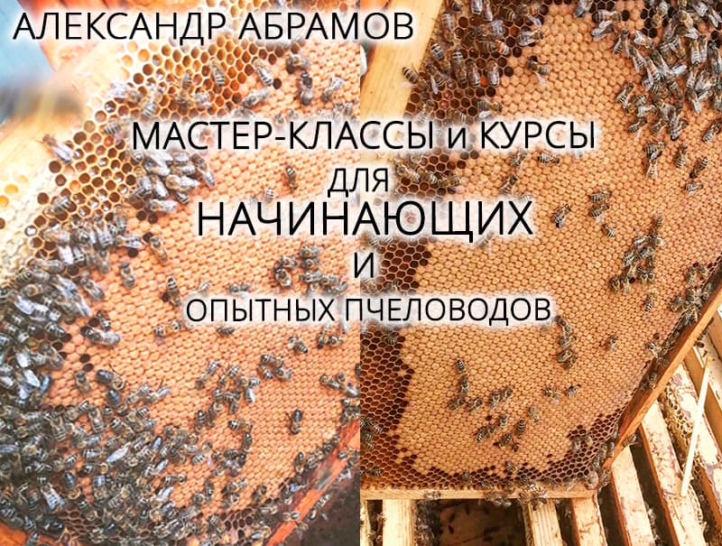 Курсы пчеловодства
