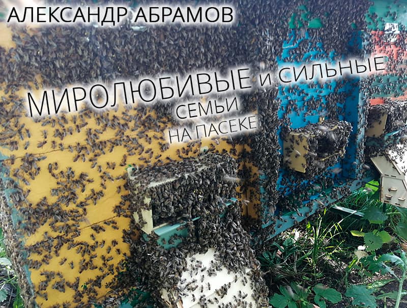 Миролюбивые и сильные семьи на пасеке